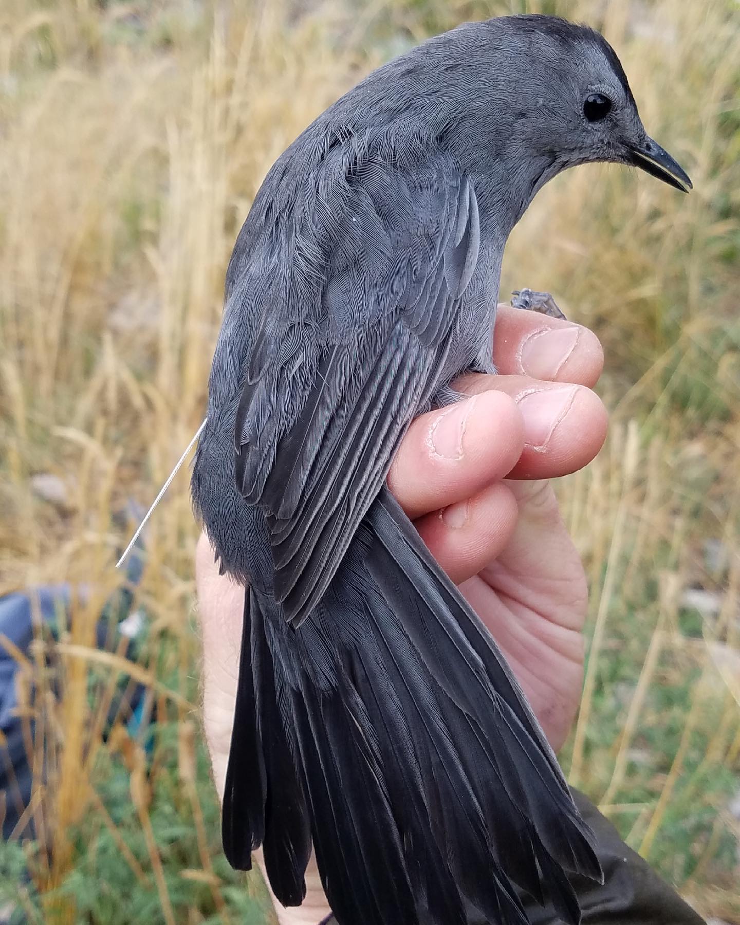 A Gray Catbird carries a GPS tracking device called a pinpoint unit.