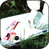 gloved hands working with research tool on the grass