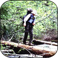 Jake walking across a creek on a tree trunk