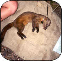 tagged marten laying on cloth