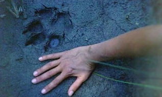 hand by paw print in mud