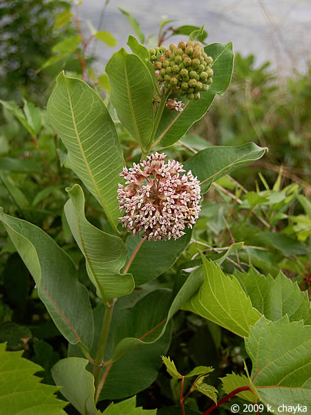 Common Milkweed Asclespias speciosa