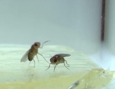Aggressive male fruit fly lunges at another male