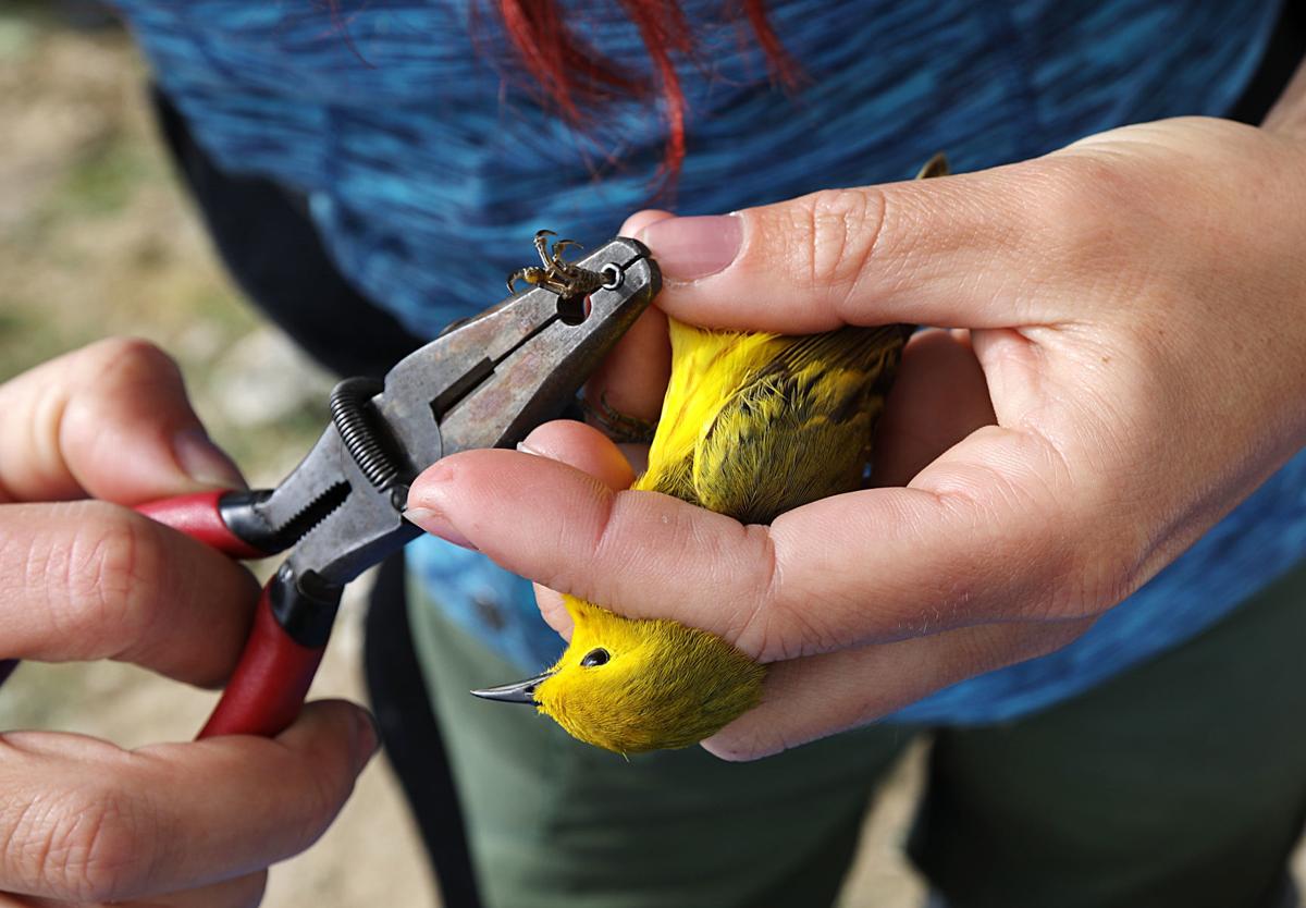 Biological technician Boo Curry bands a Yellow Warbler