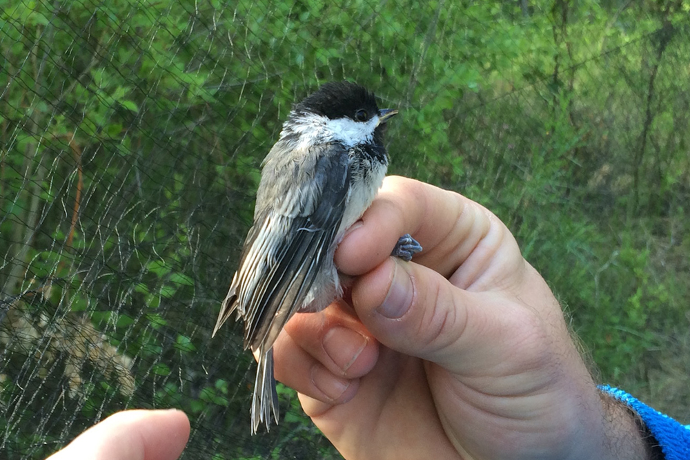 Aging Chickadees By The Color Of Their Mouth: Is it Reliable?