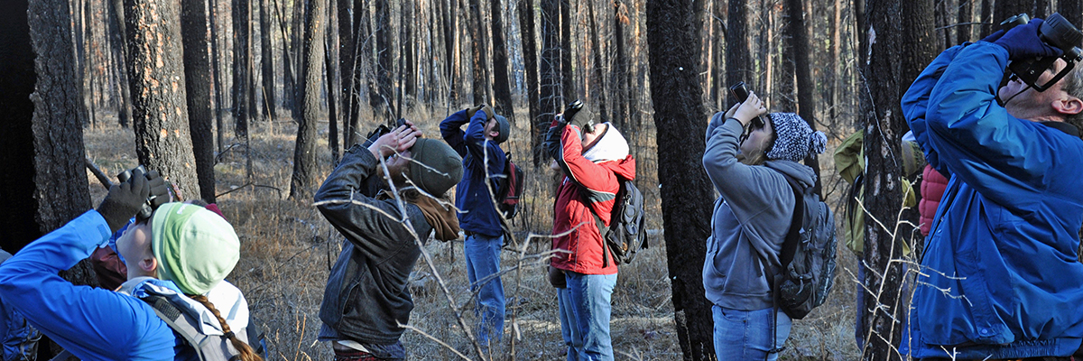 people looking up into burned trees with binoculars