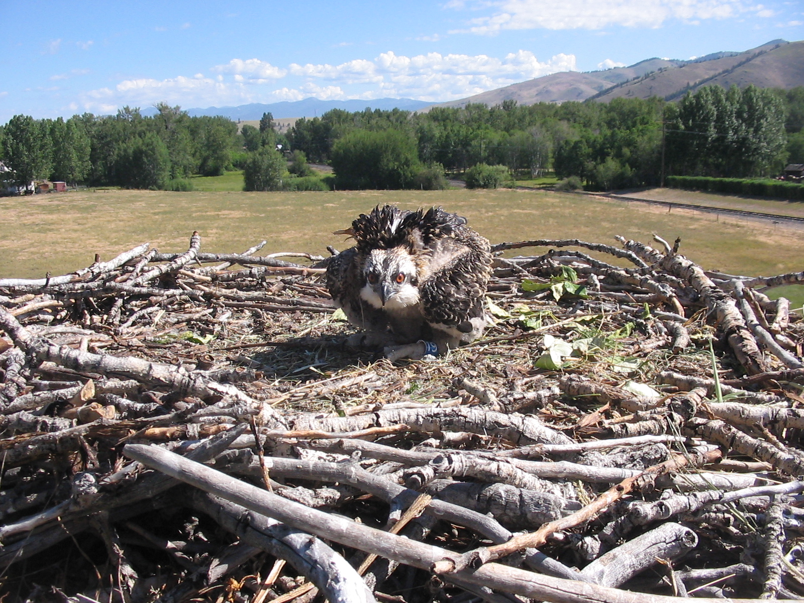 An Osprey nestling sits in its nest alone.