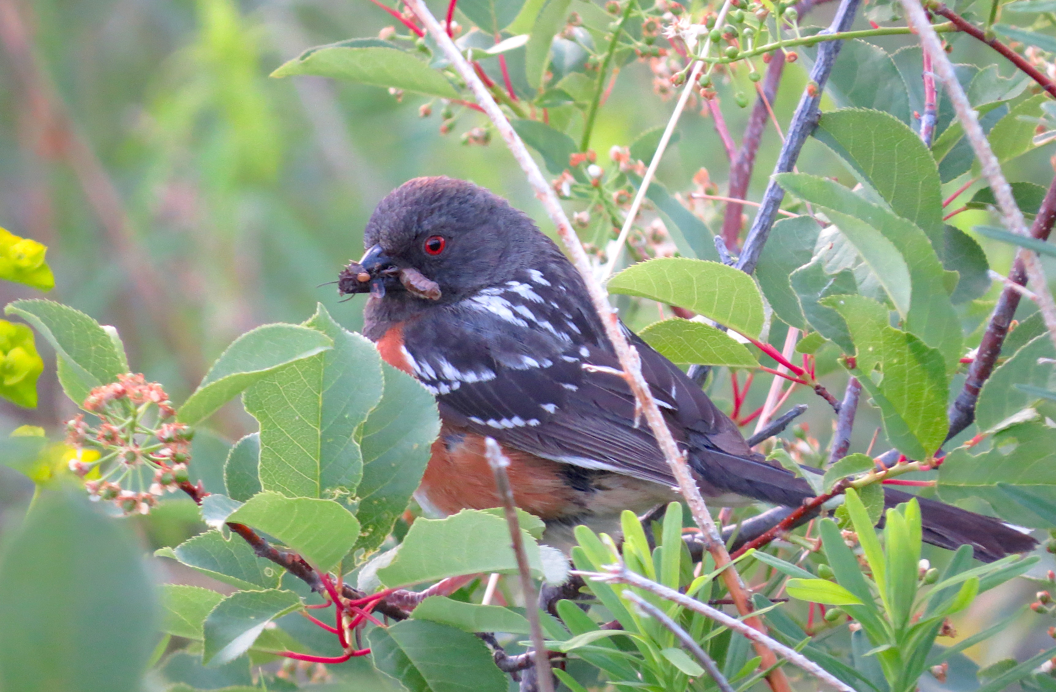 A female Spotted Towhee carries a mouthful of worms to her nestlings.