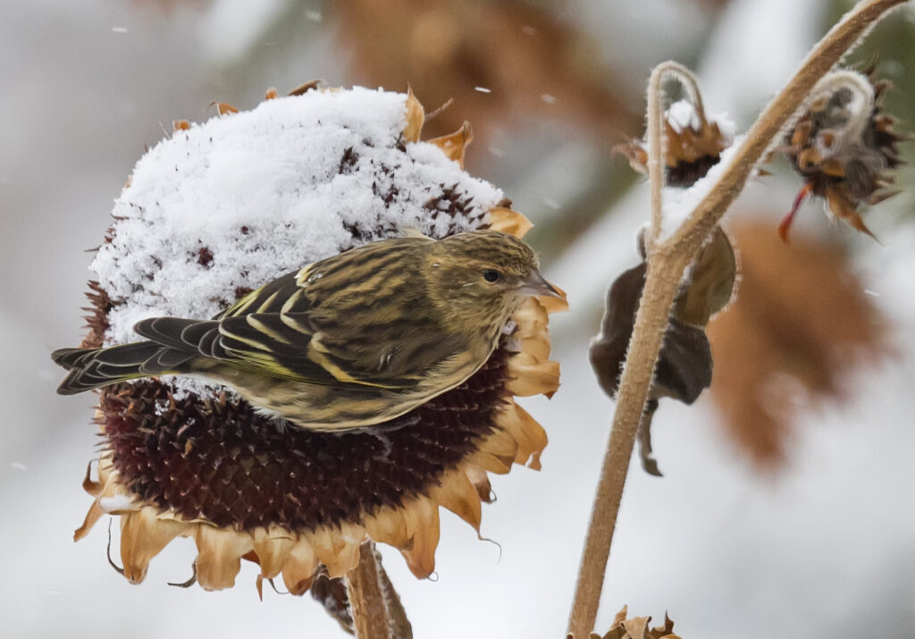 A pine siskin forages on sunflower seeds