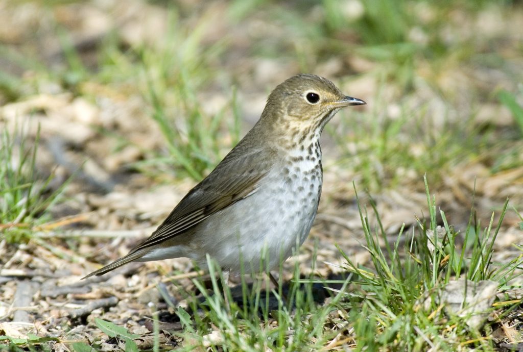 Photo of  Swainson's Thrush standing on the ground looking alert