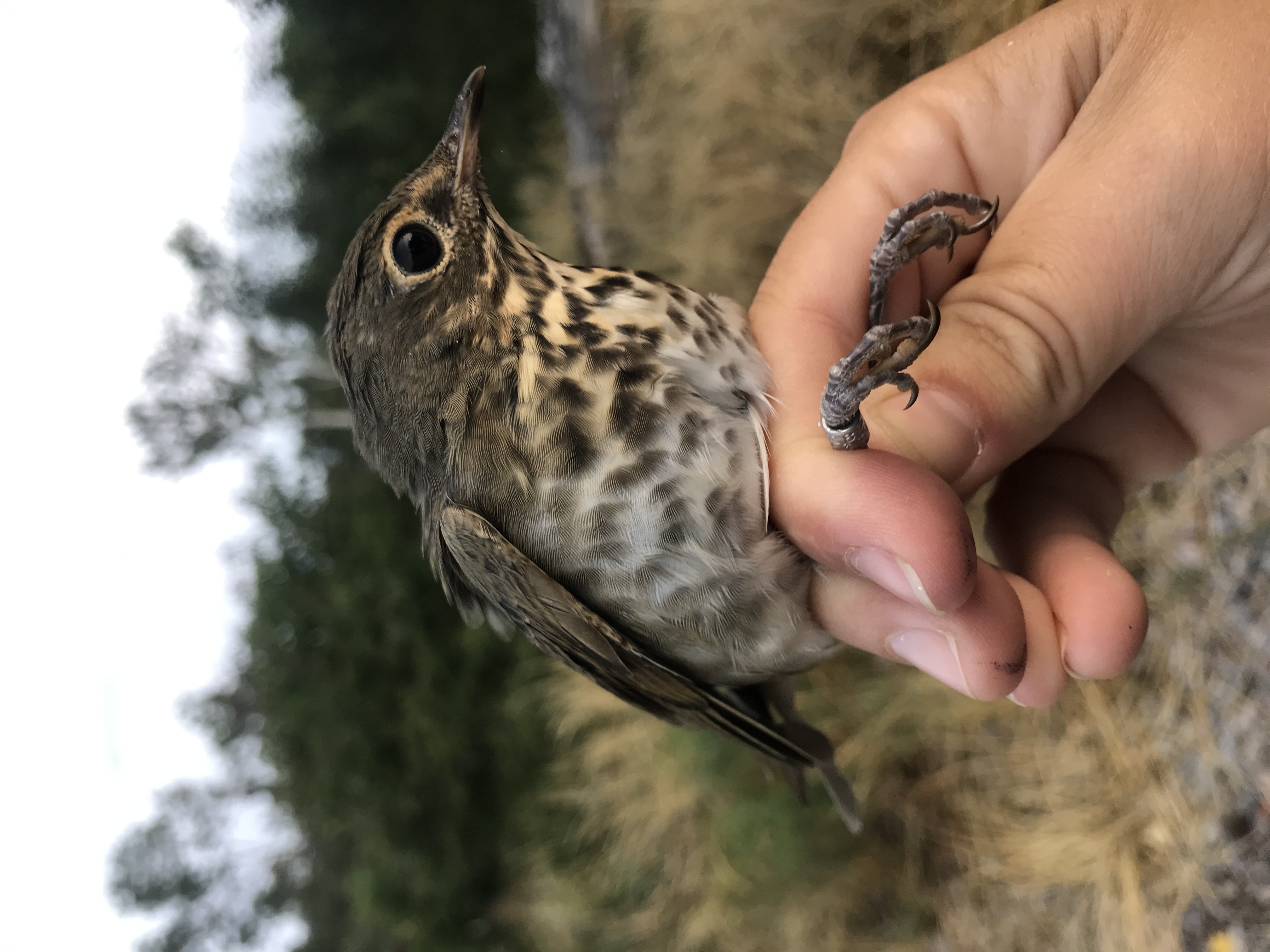 A banded Swainson's Thrush is ready to be released and continue its southward migration