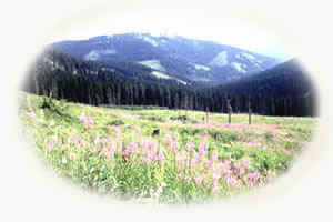 prairie with flowers and a forest and mountain in the background