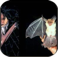 bat being held by its wings