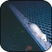 white weasel on a metal ramp