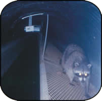 raccoon on a metal ramp
