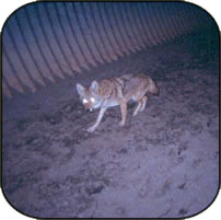 coyote in a tunnel