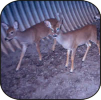 two doe in a tunnel