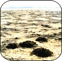 grassland covered in mole-rat mounds