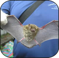 bat being held by its wings