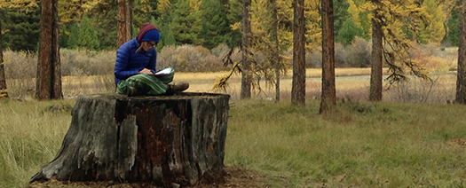 student sitting on large tree stump in forest