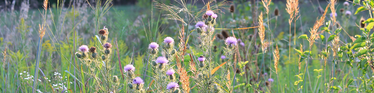 meadow plants