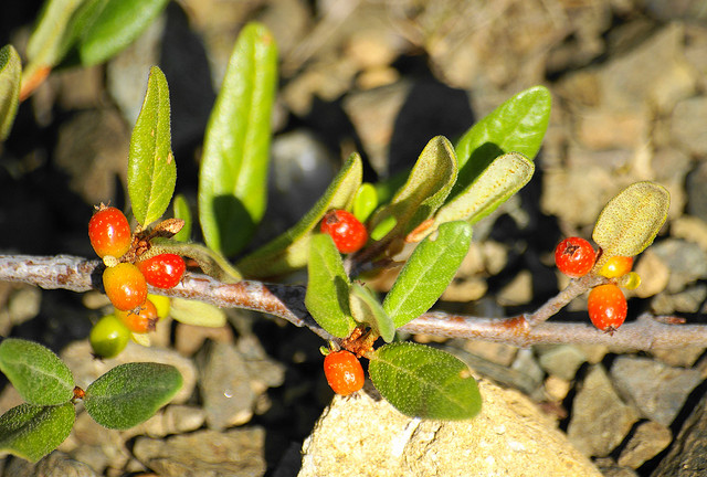 Shepherdia Canadensis – Buffaloberry (jpc.raleigh/flickr)