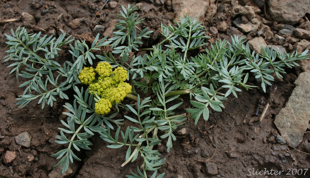 Image of biscuit root plant