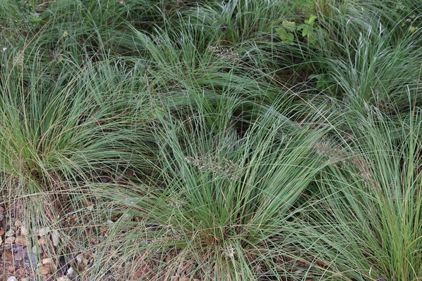 Prairie Dropseed Grass