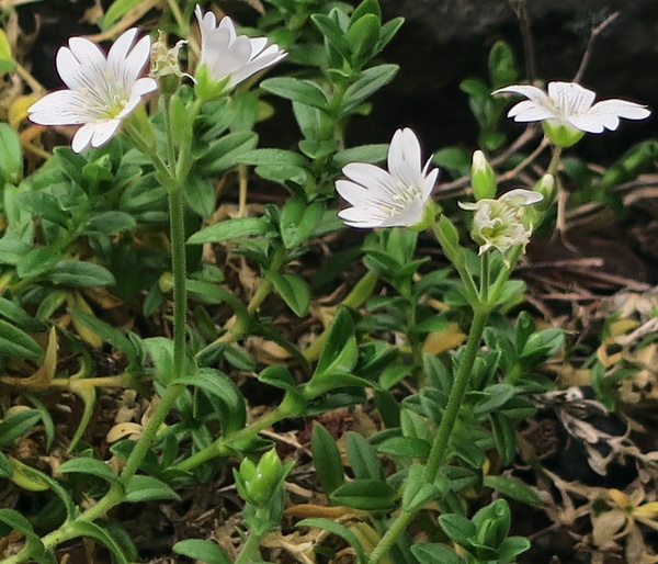 Spring Chickweed
