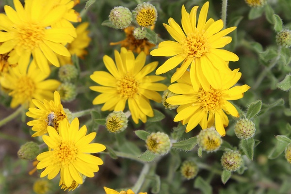 Image of Hairy Golden Aster