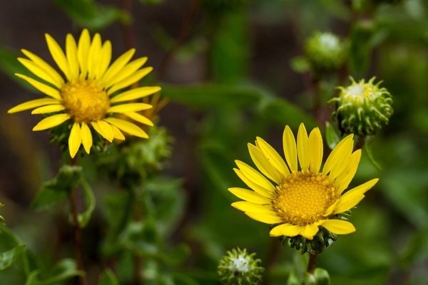 Curly-Cup Gumweed