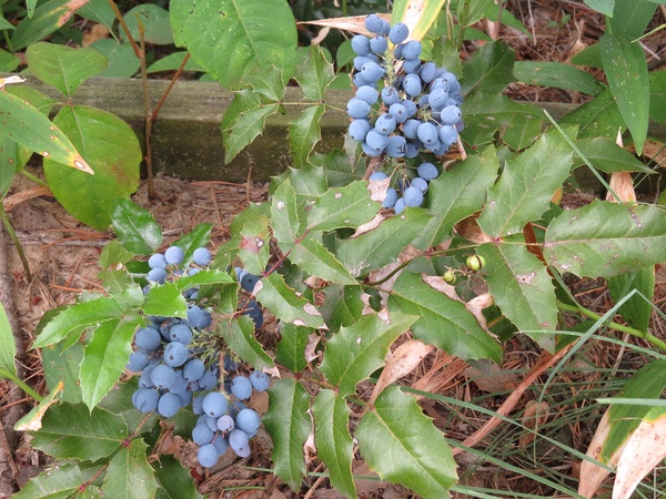 Image of Oregon Grape