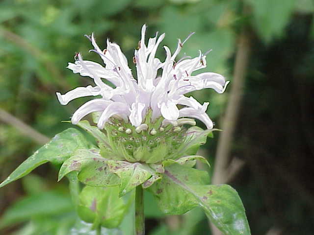 Bee Balm flower