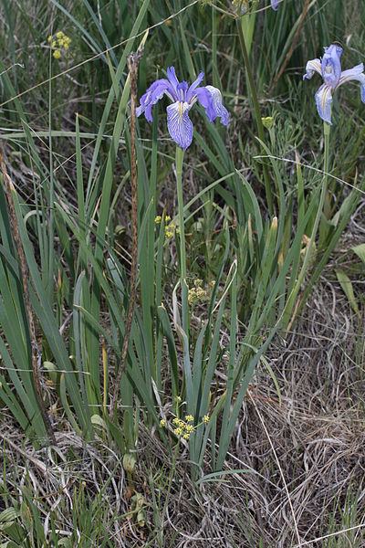 Image of Rocky Mountain Iris