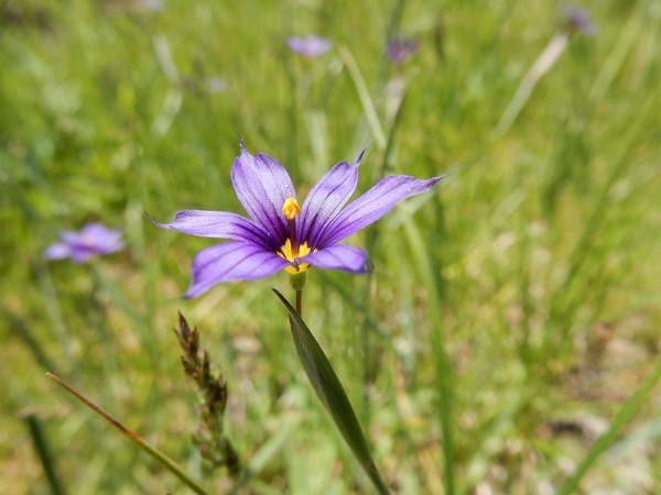Image of Blue-Eyed Grass