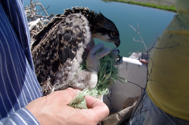 chick baling twine