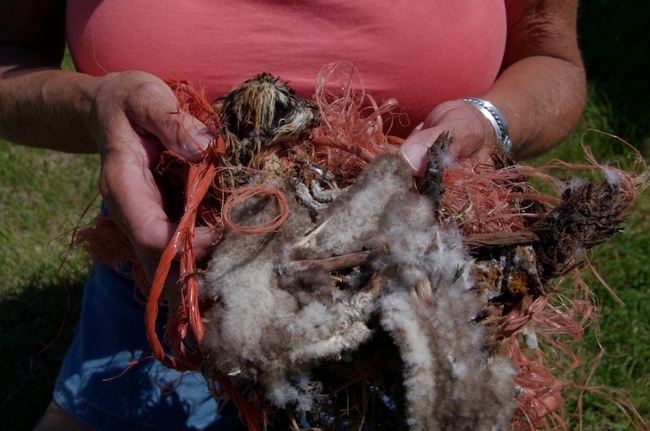baling twine chick