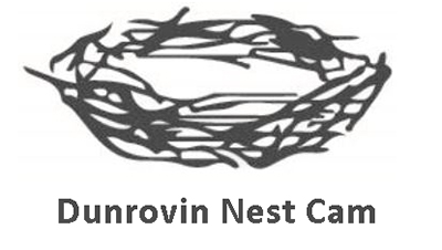 dunrovin nest cam