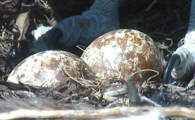Osprey Eggs