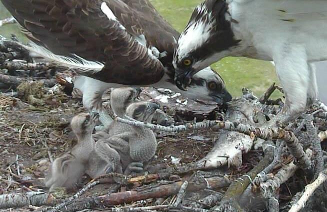 Threats to Survival - Montana Osprey Project - University Of Montana