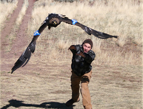 Ron Domenech with a flyer osprey