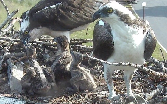Hellgate osprey family in nest