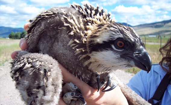 osprey chick