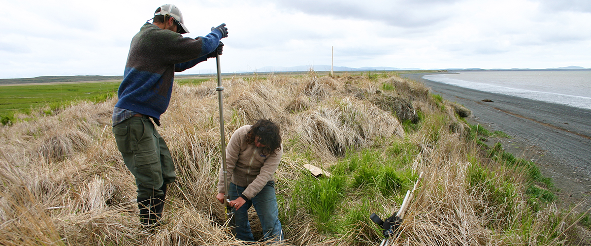 two research digging in grass by the sea 
